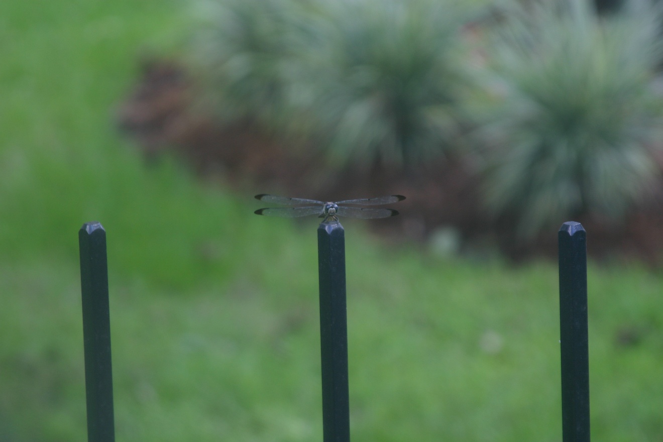 Dragonfly