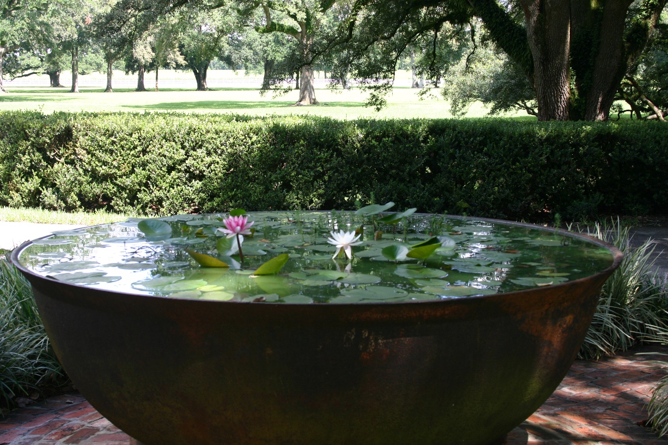 Lilies