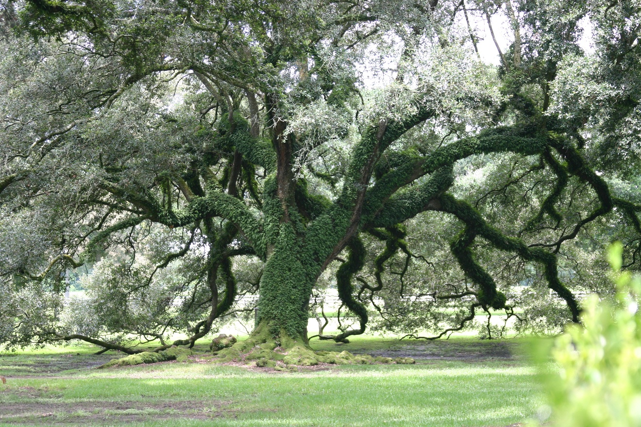 Oak