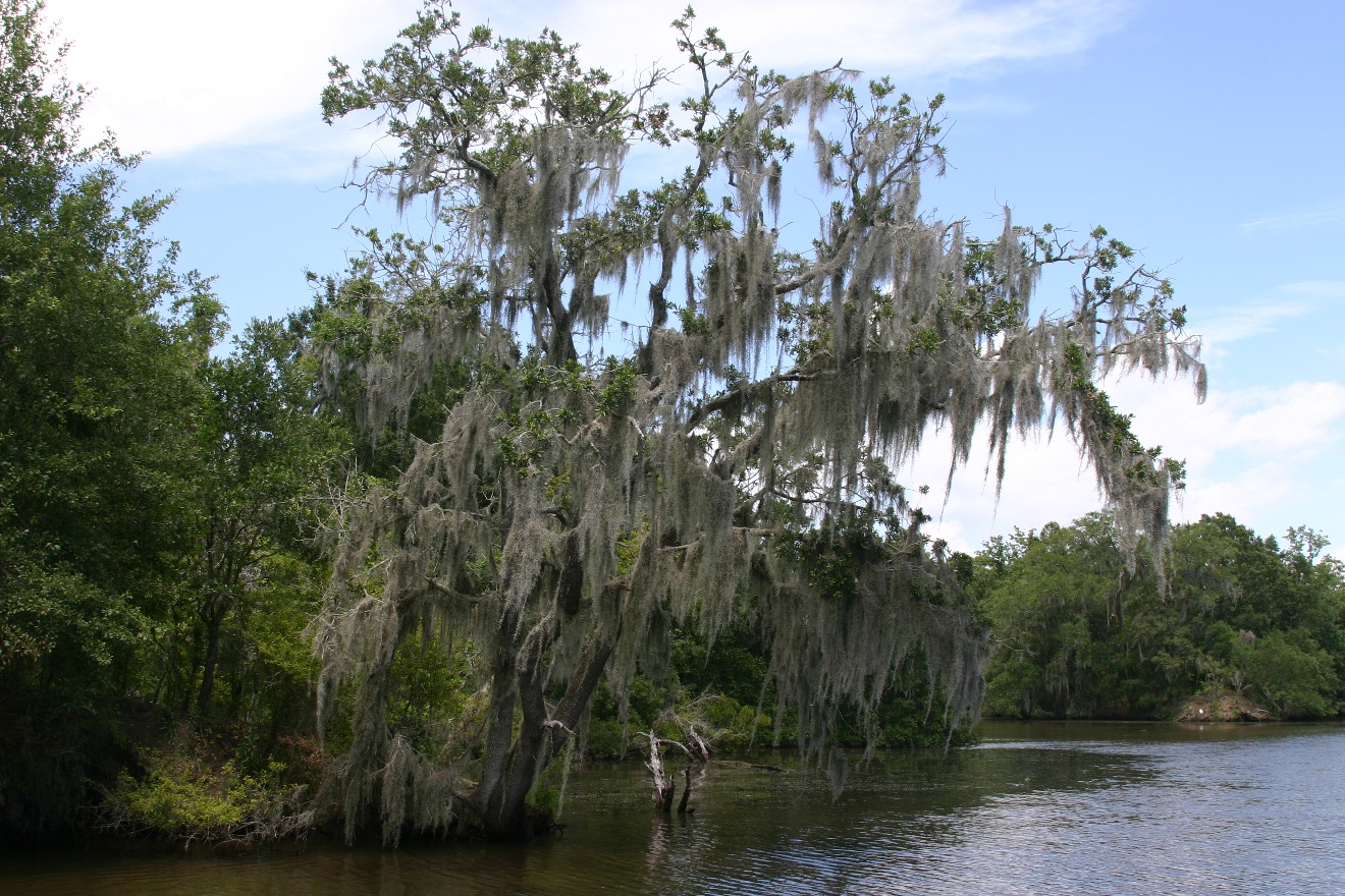 Swamp tree