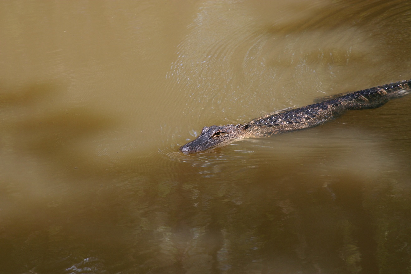 Baby gator