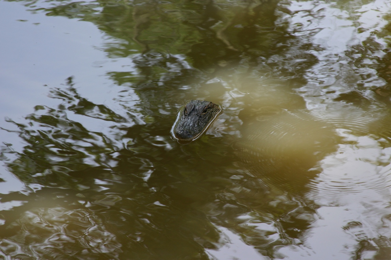 Gator's head