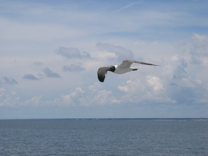 Seagull