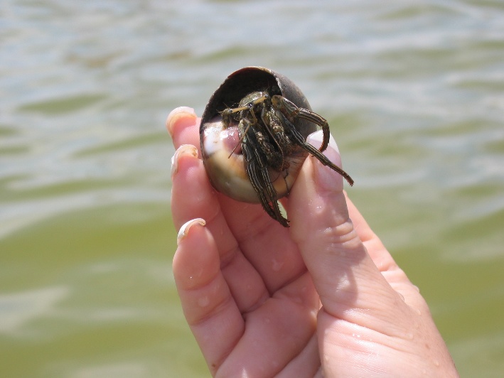 Sea creature