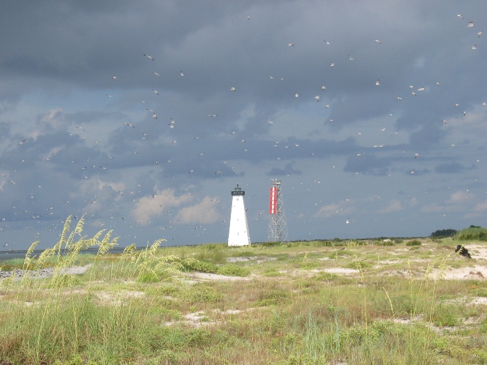 Lighthouse and birds