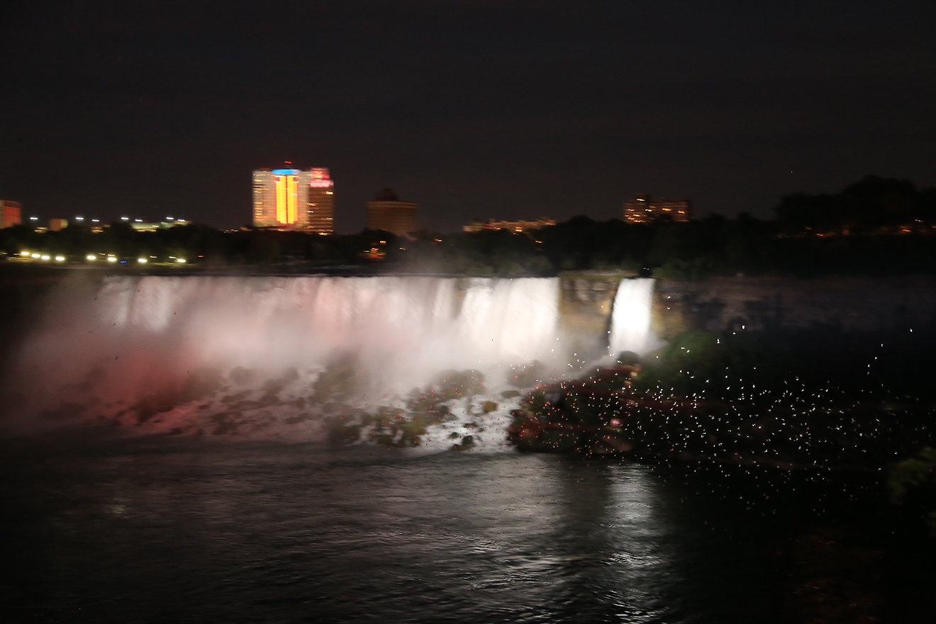 Birds in spotlight