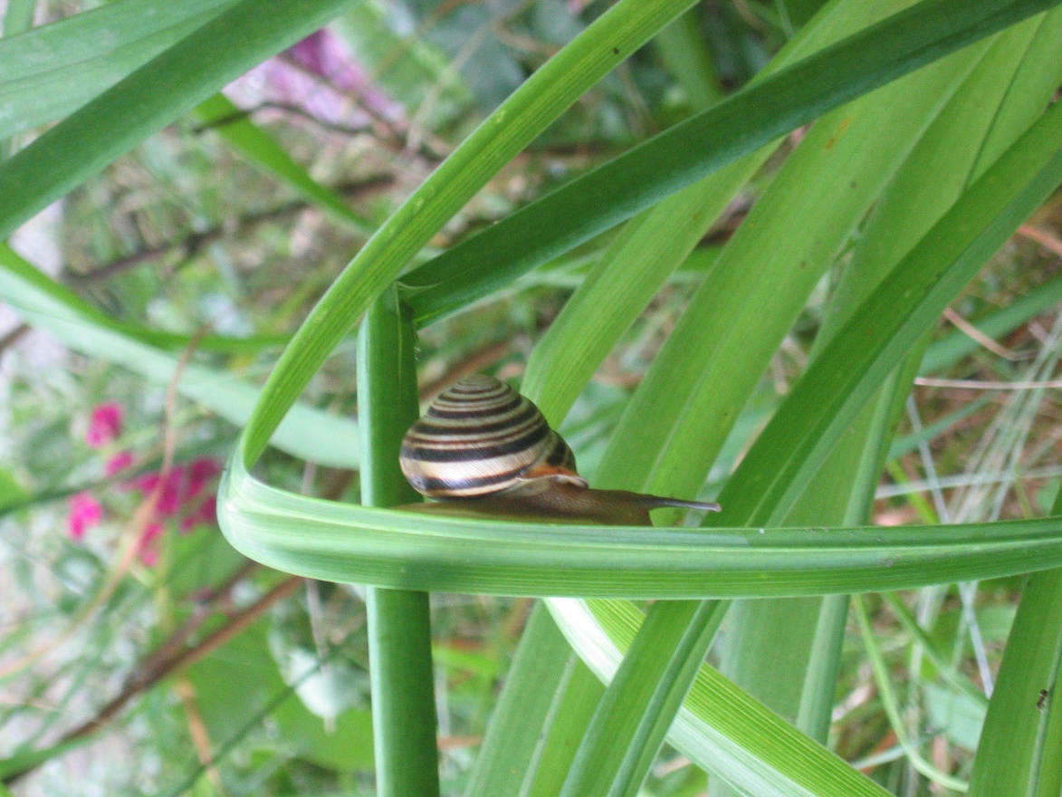 Snail on a quest