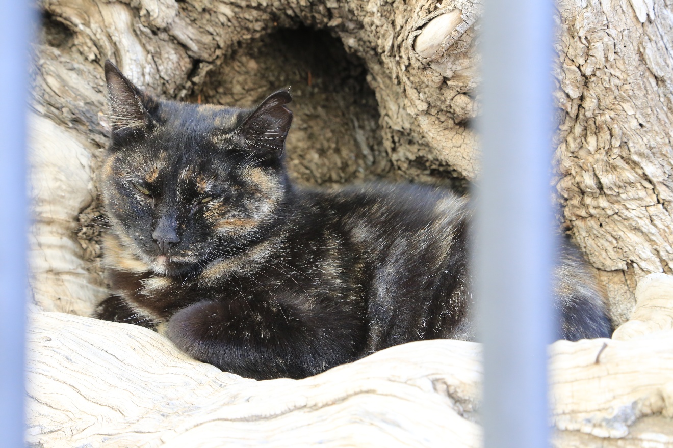Catalunian cat