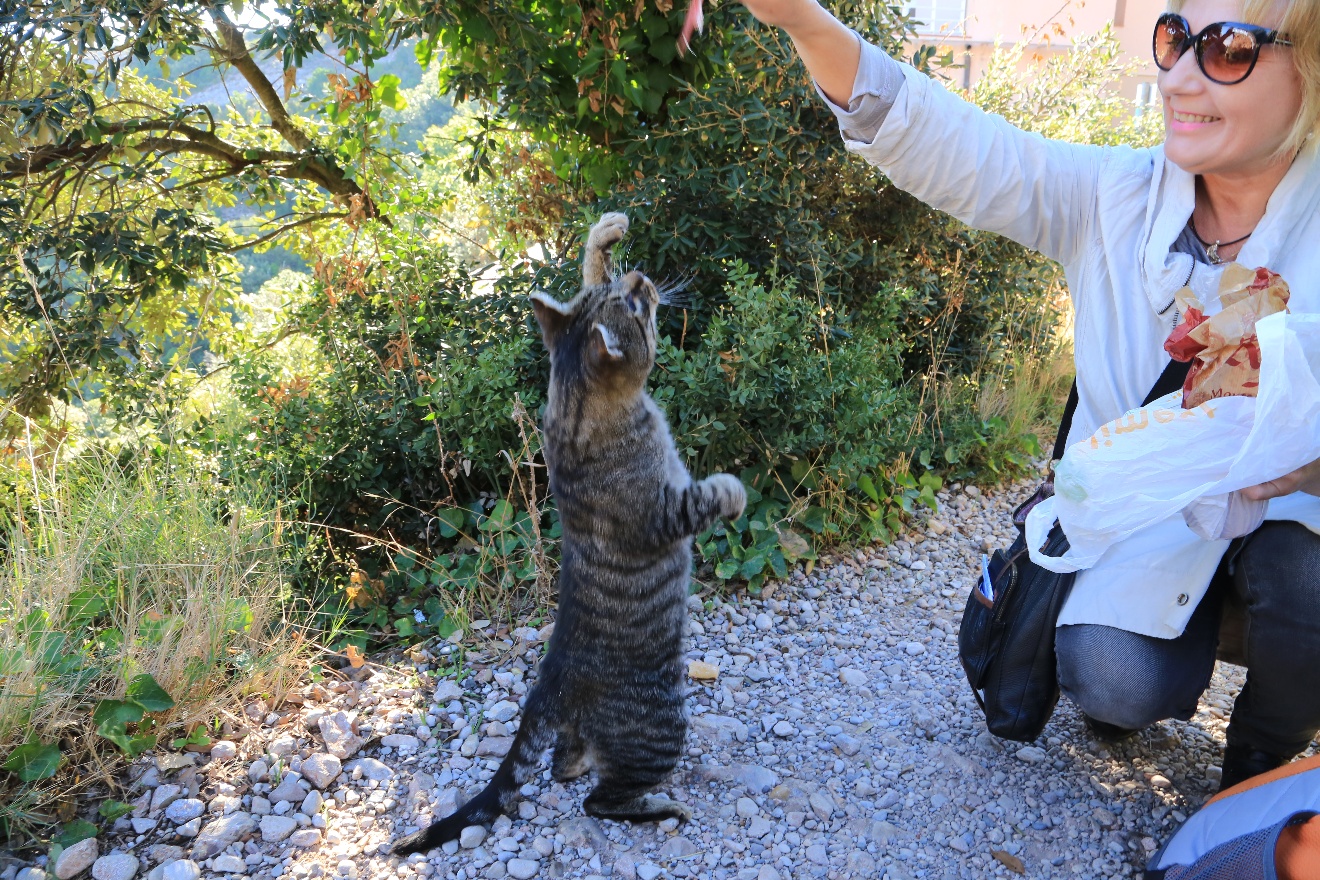 Mountain cat