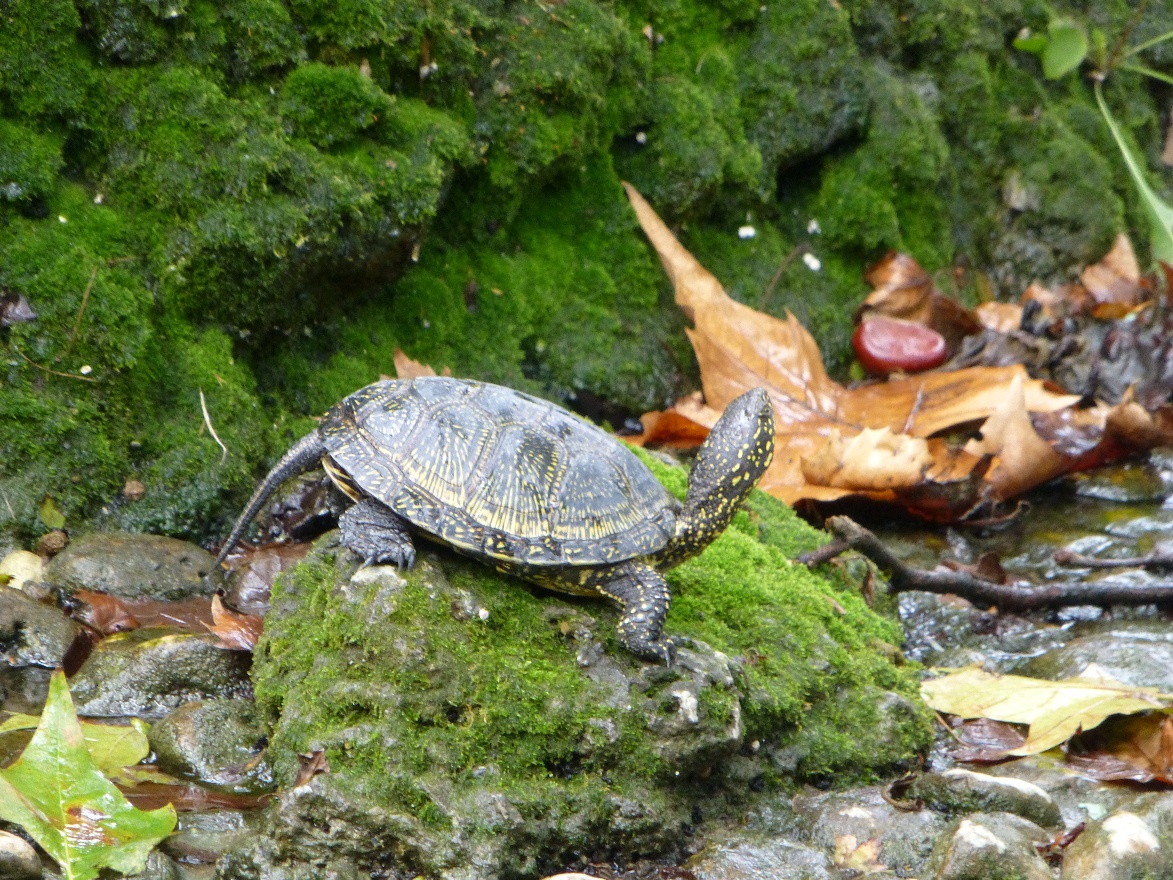 Turtle