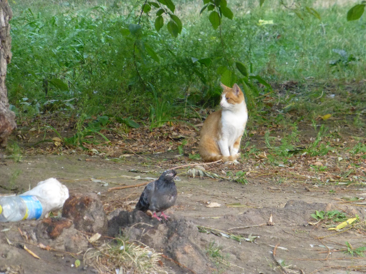 Cats and pigeons