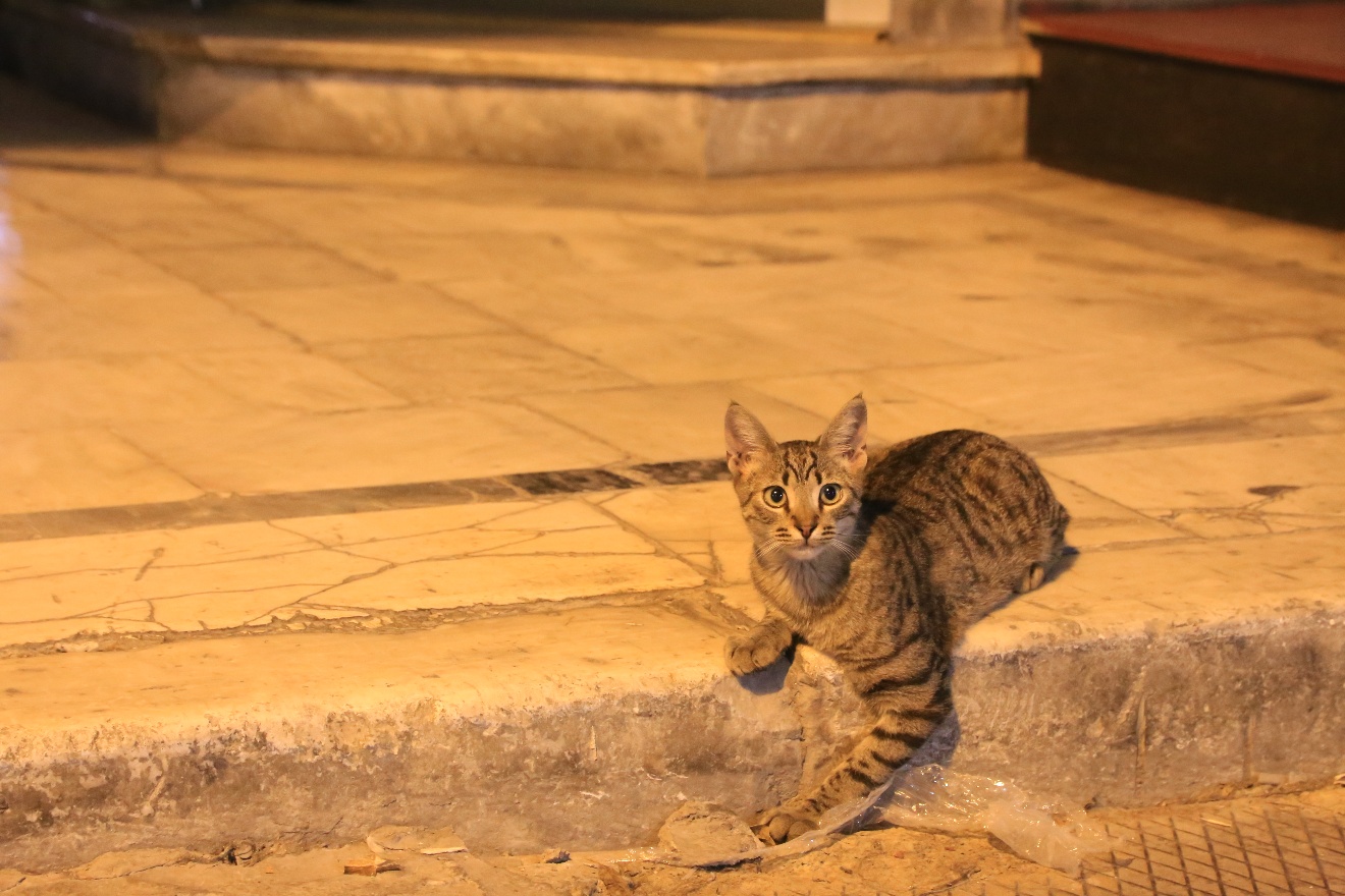Another Greek cat