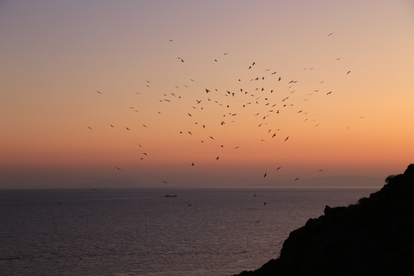 Birds