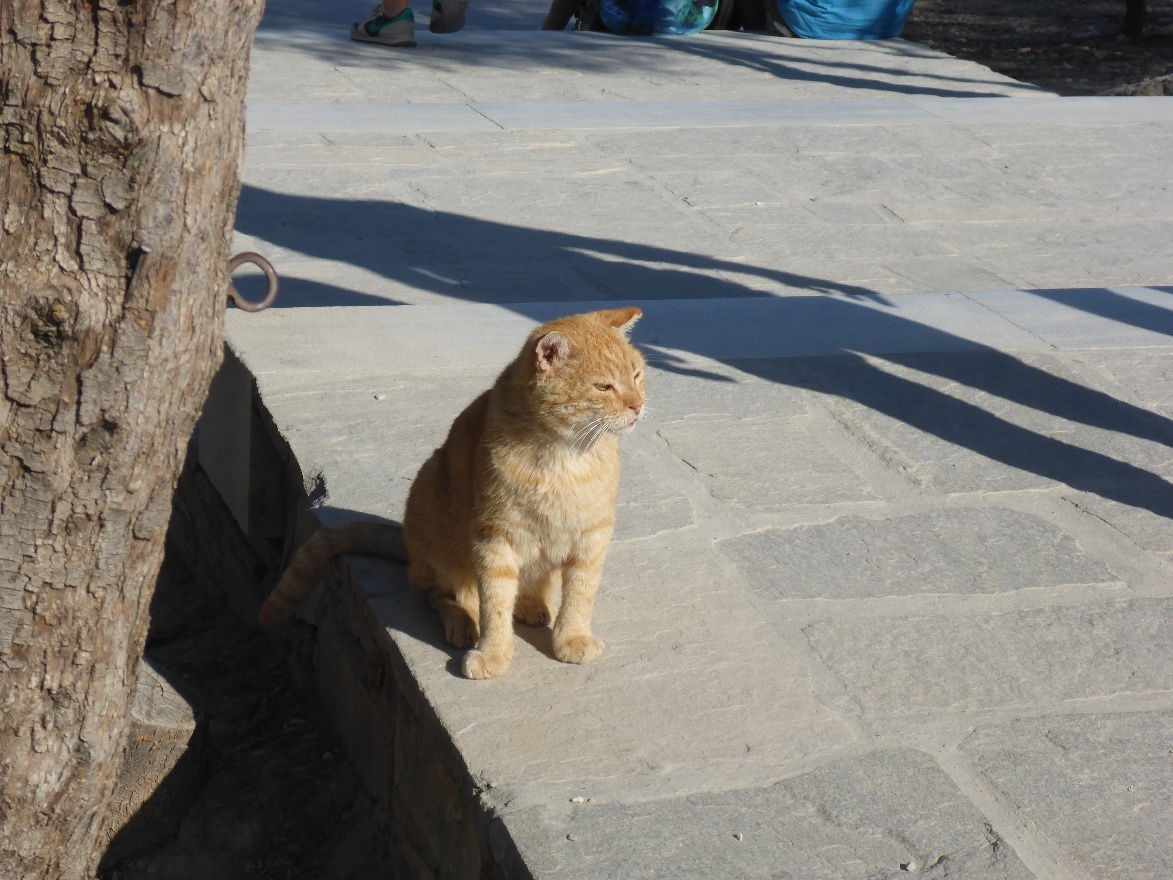 Red cat