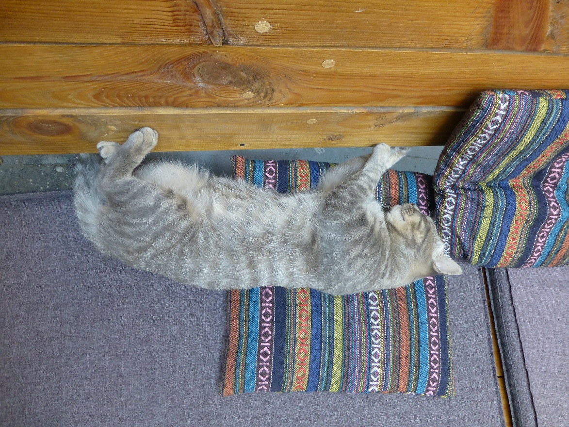 Cat on pillow