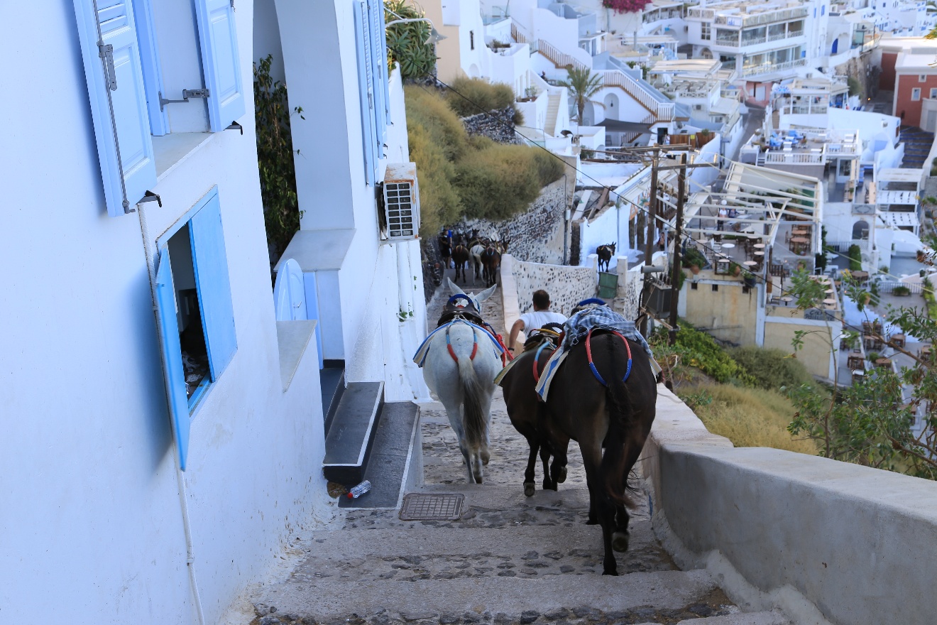 Three donkeys