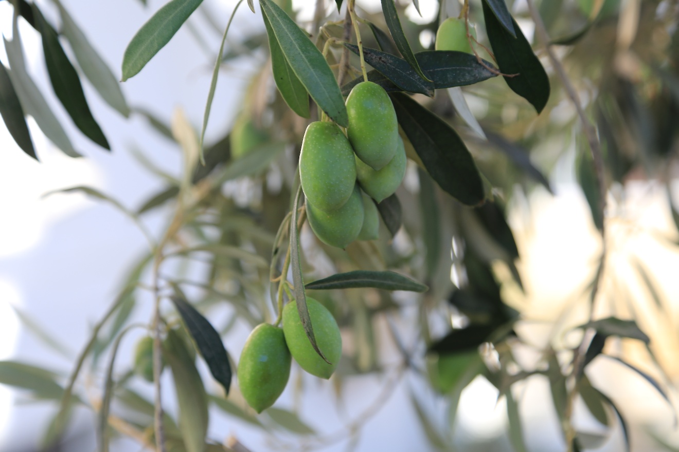 Olives