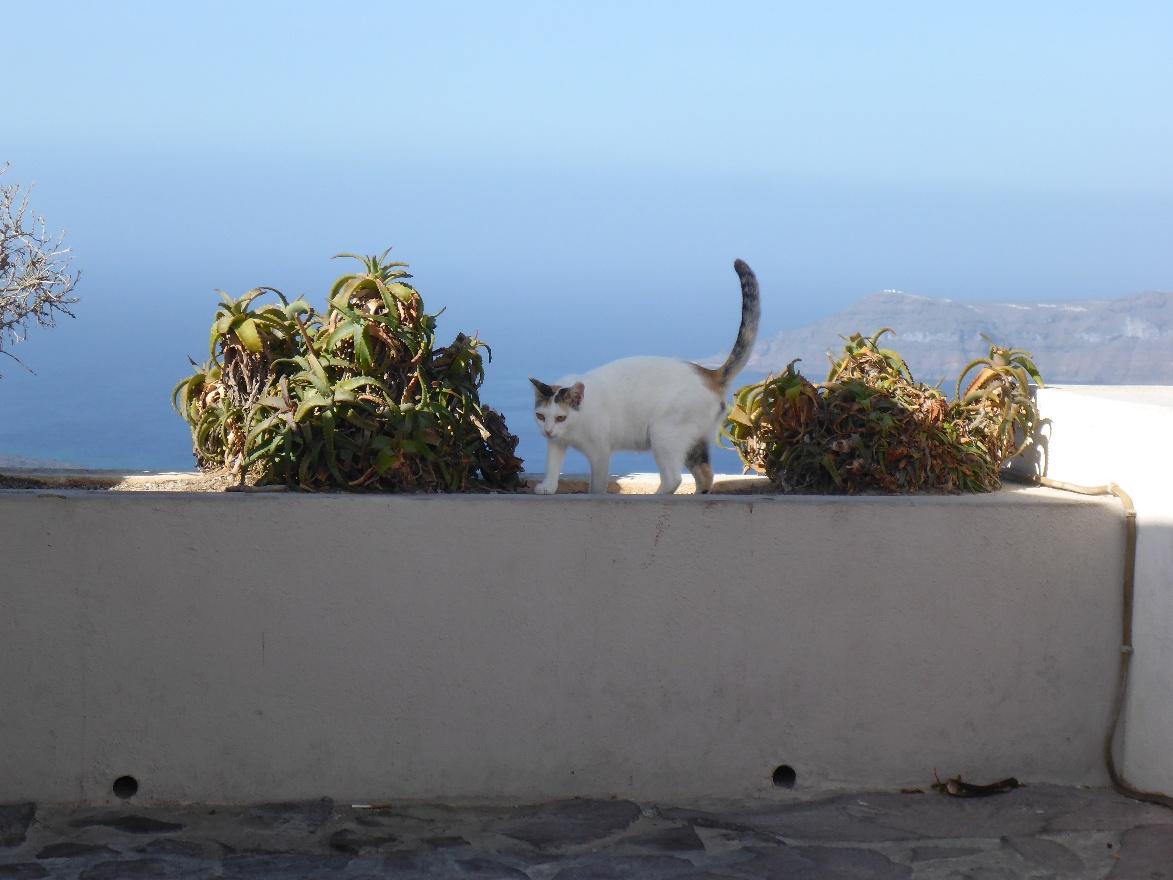 Greek cat