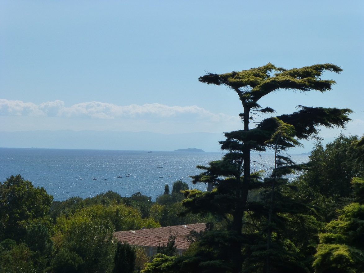 Tree and sea