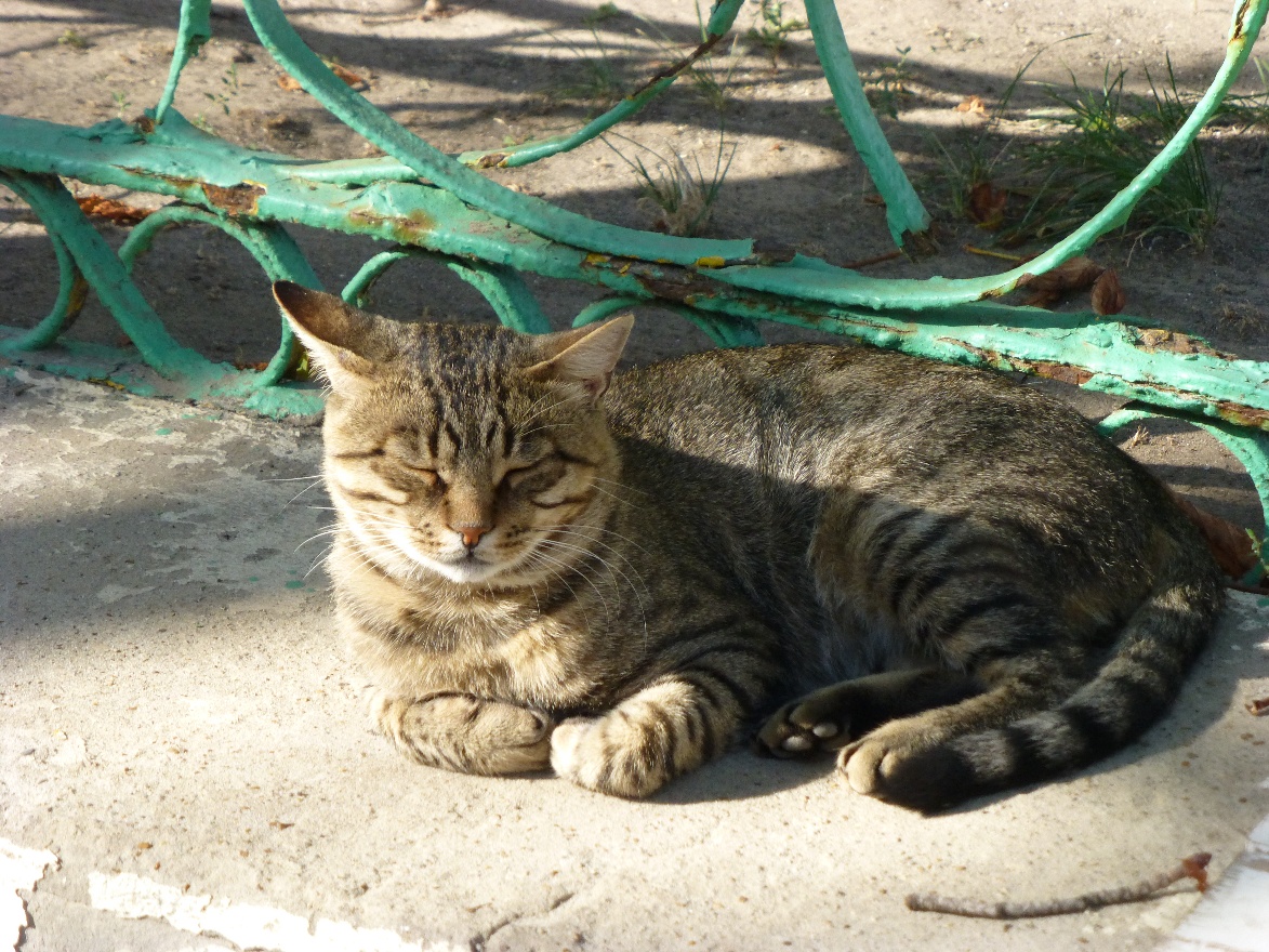 Local cat