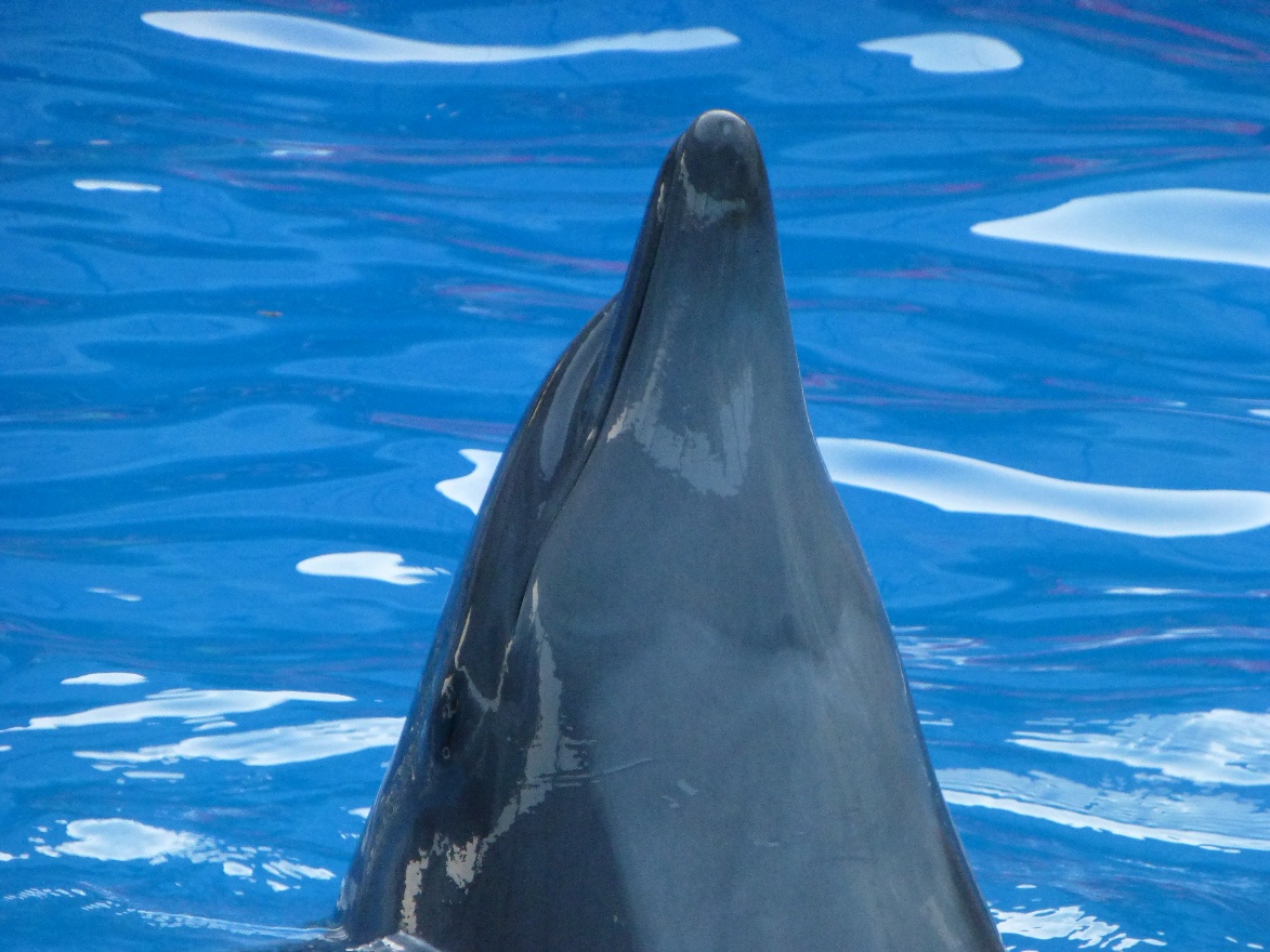 Dolphine