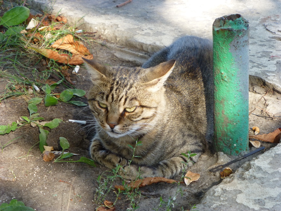 Street cat