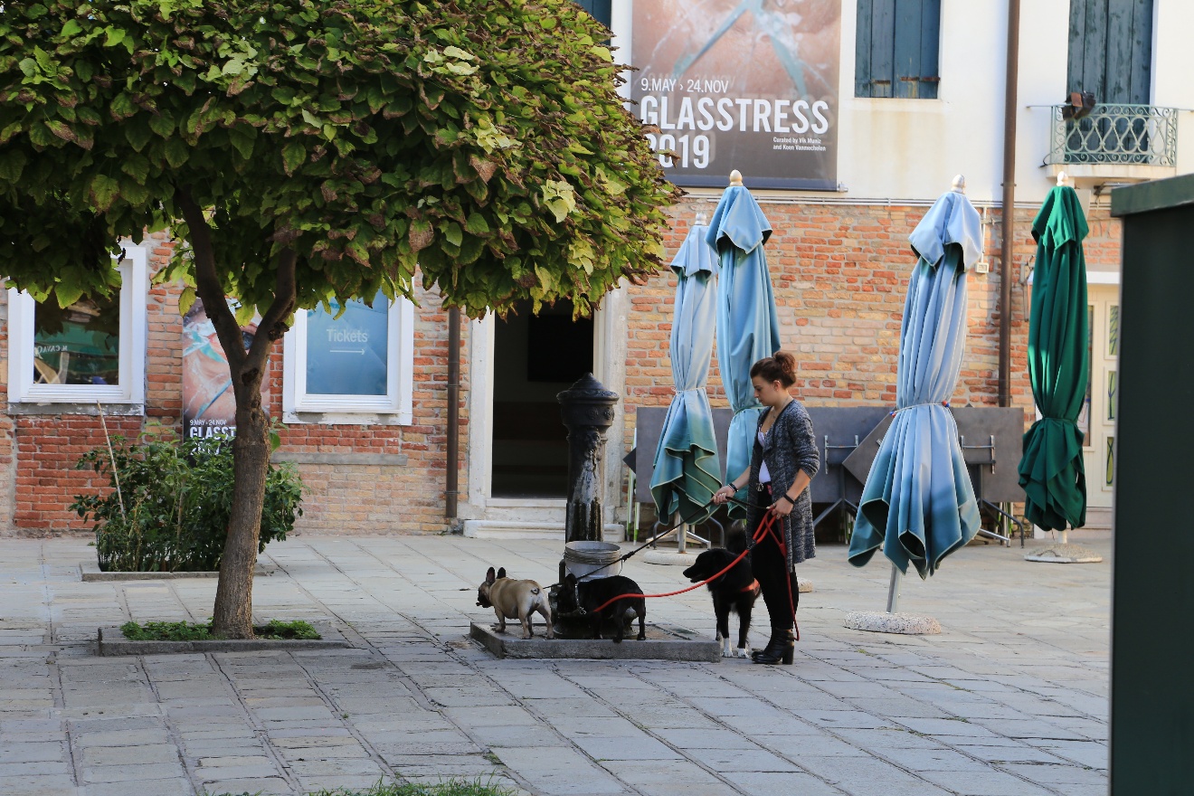 Three dogs