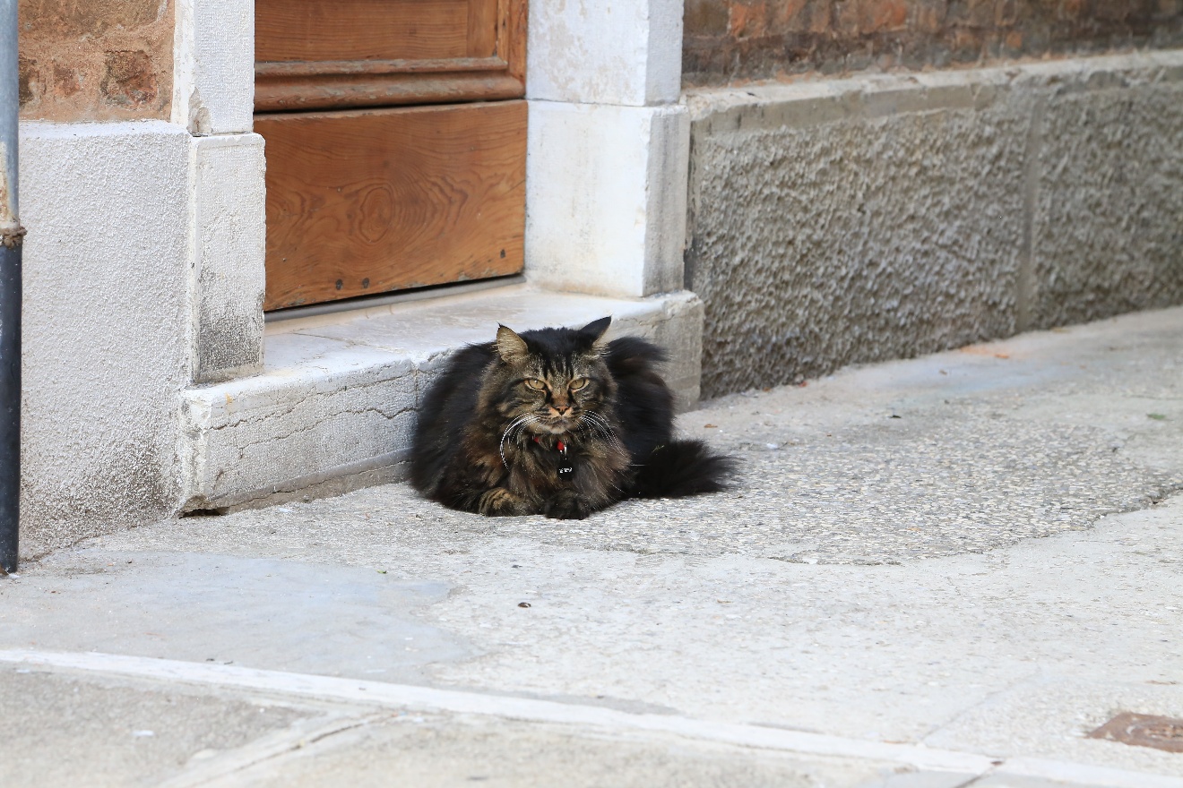 Venezian cat
