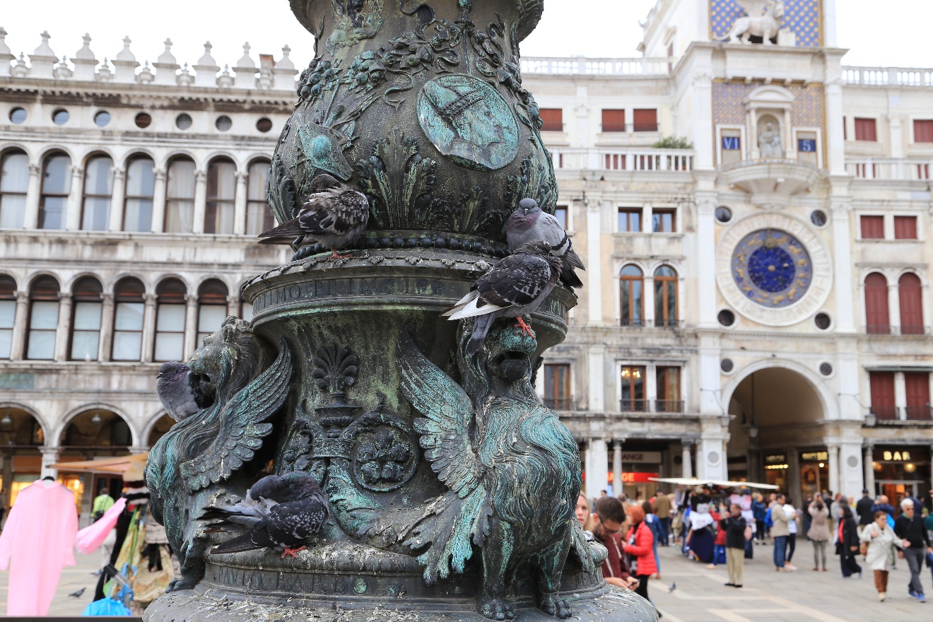 Pigeons