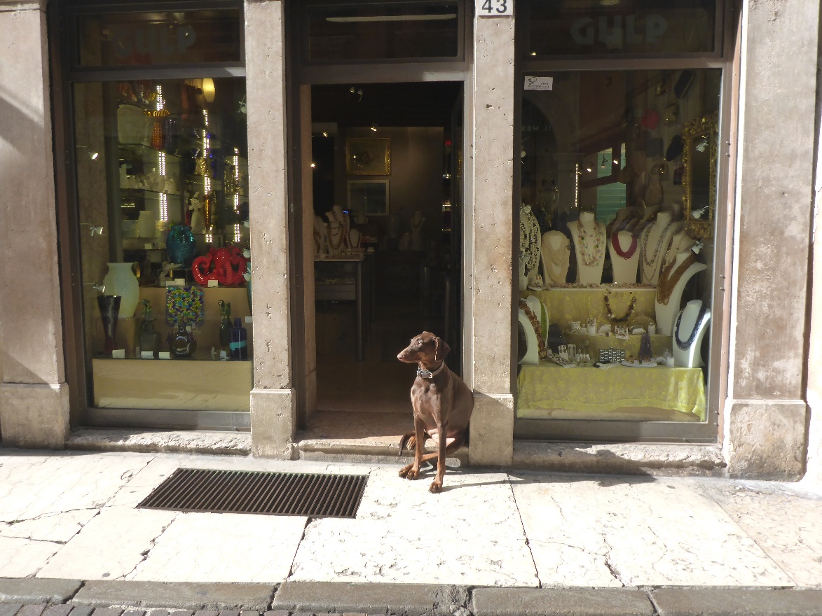 Verona's dog