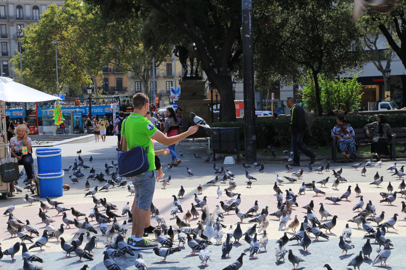 Feeding pigeons