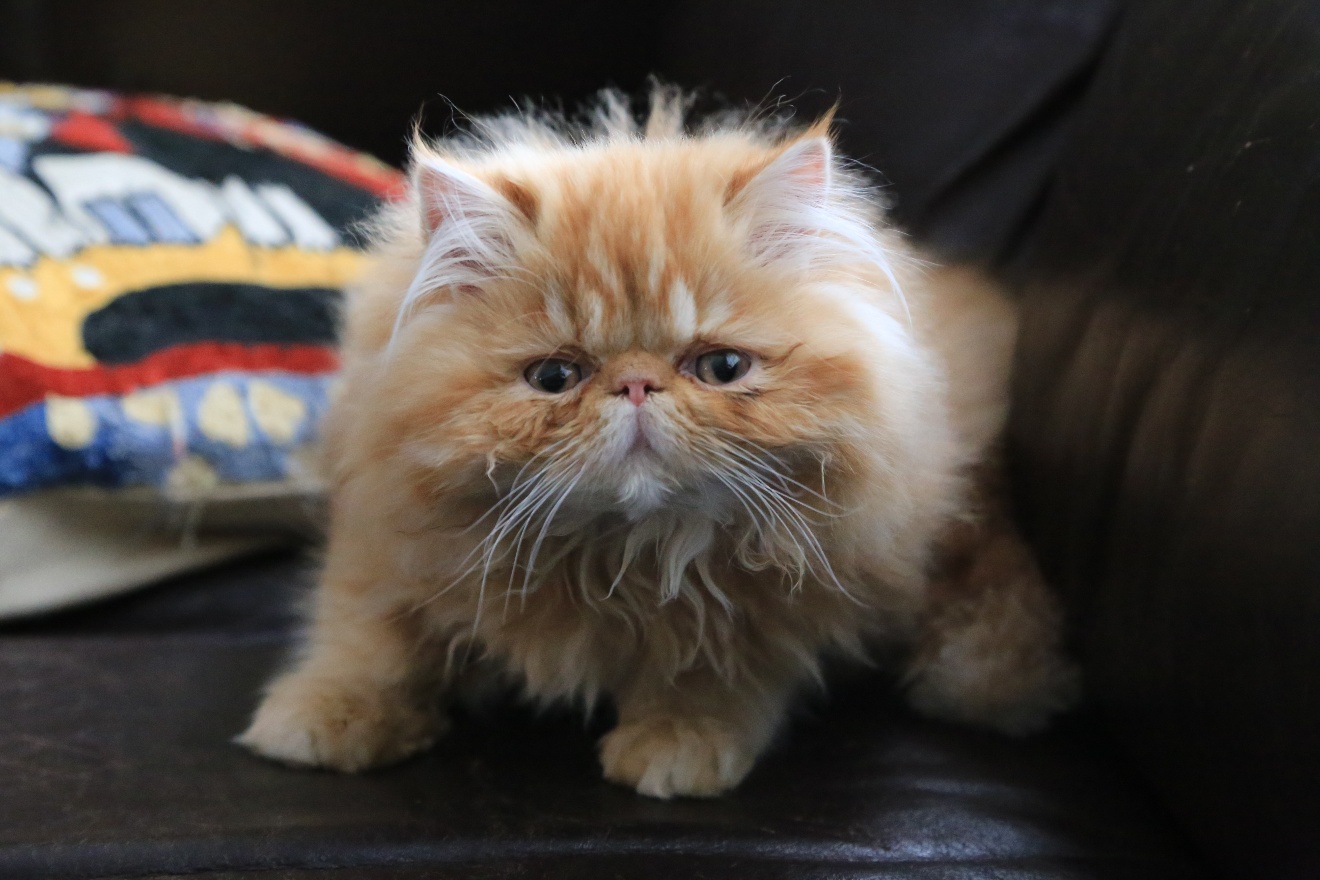 No boots cat