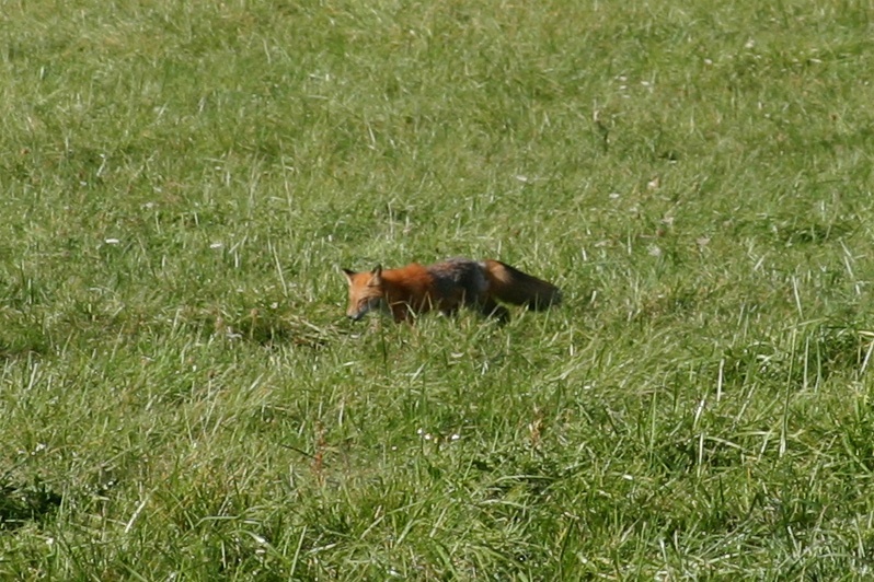 Fox