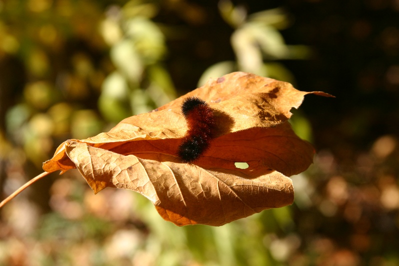 Caterpillar