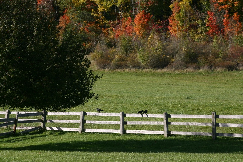 Crows