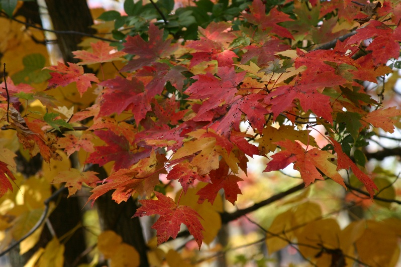 Red leaves