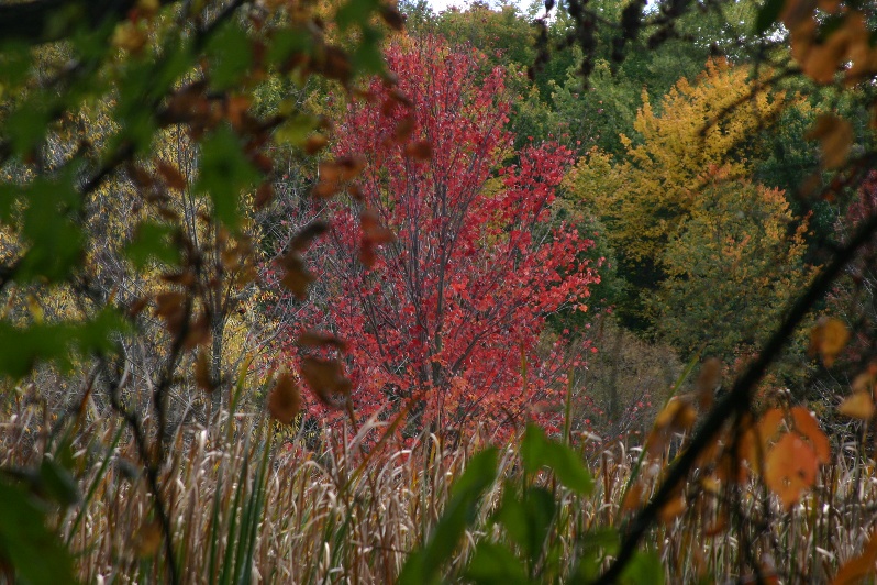 Red tree