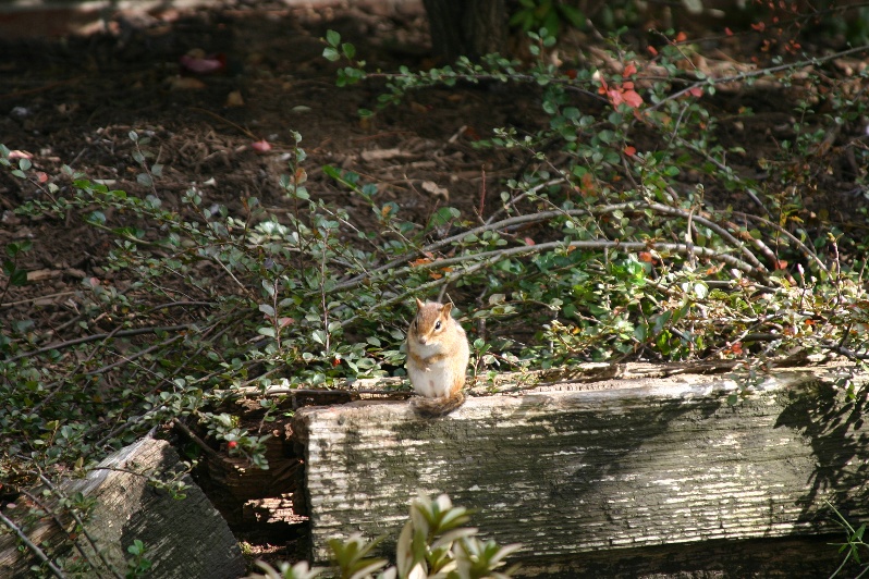 Chipmonk