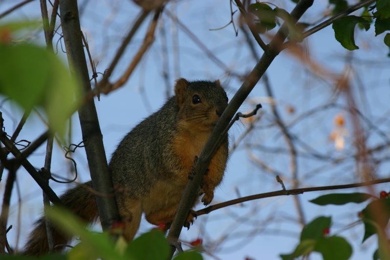 Climber