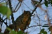 SquirrelTree