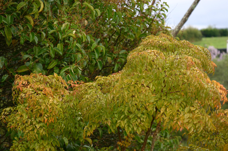 Leaves