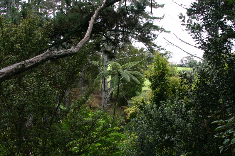 Back Trees