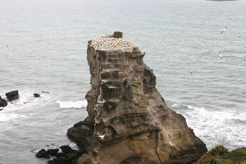 Birds and rock