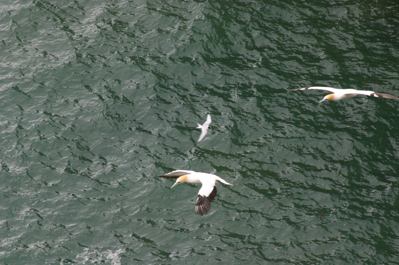 Free Flight 3