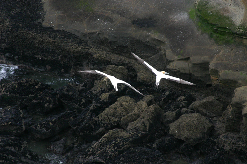 Two flying birds