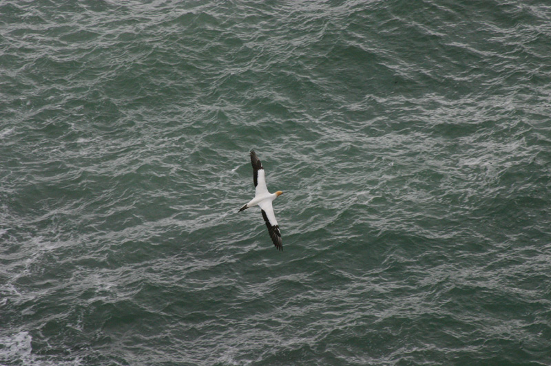One flying bird
