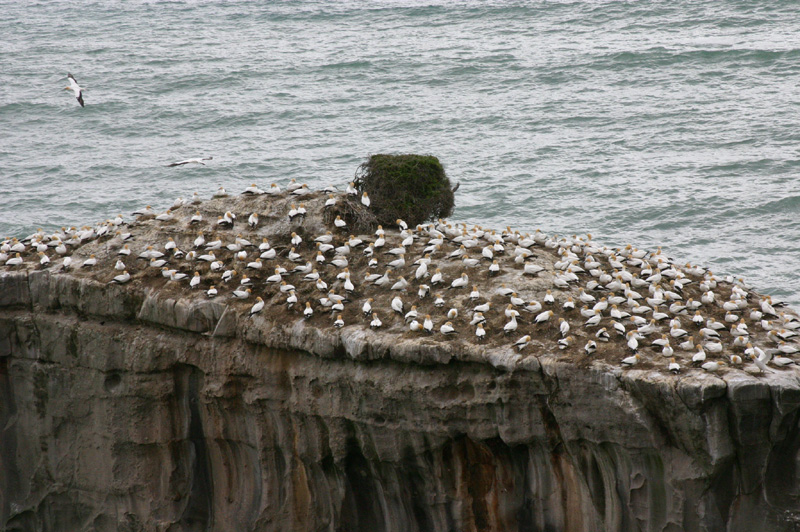 Birds on top