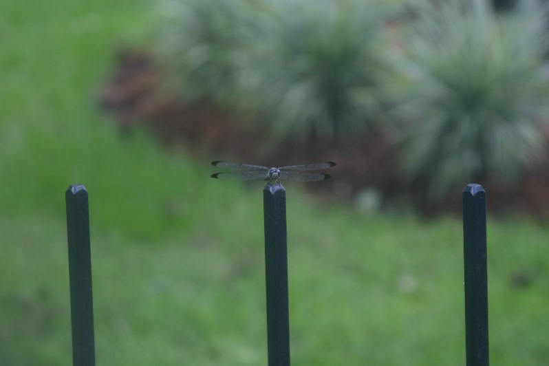 Dragonfly