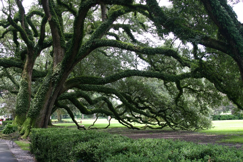 Bended oaks
