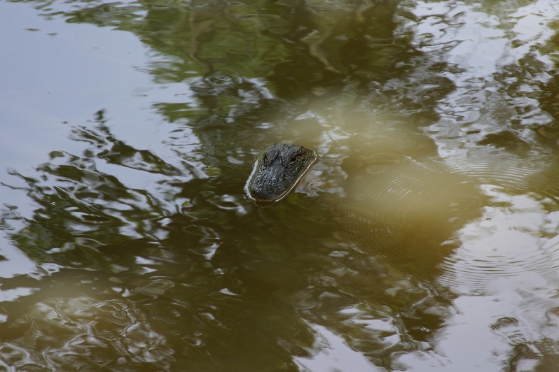 Gator's head